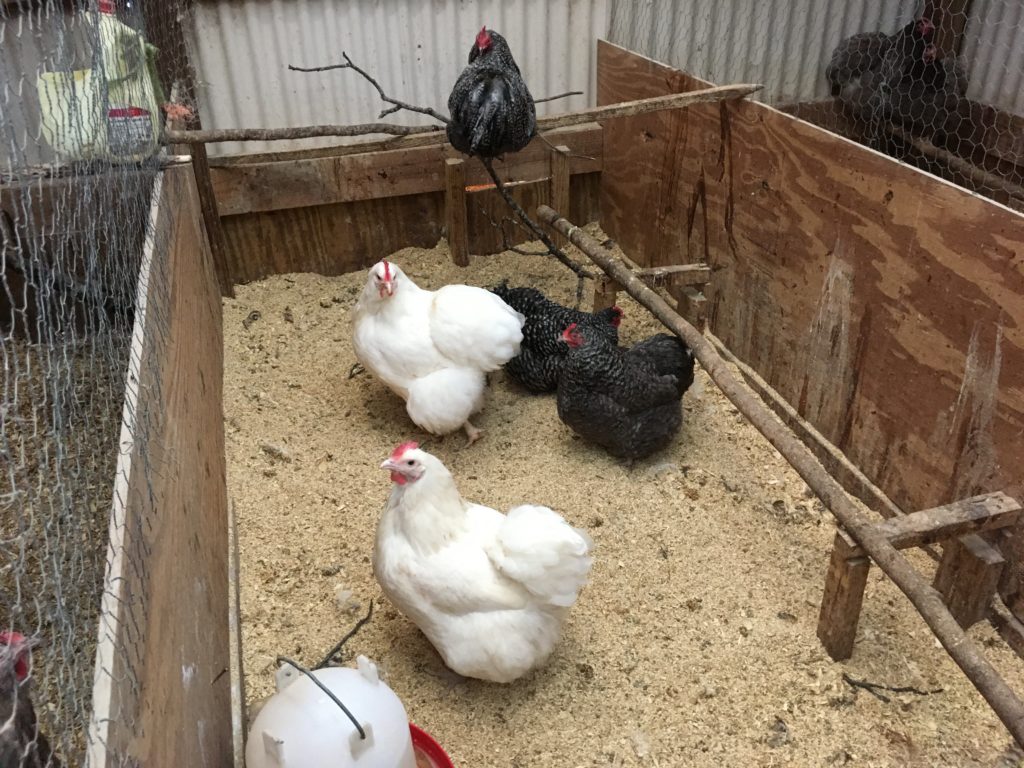 white and speckled chickens in coop