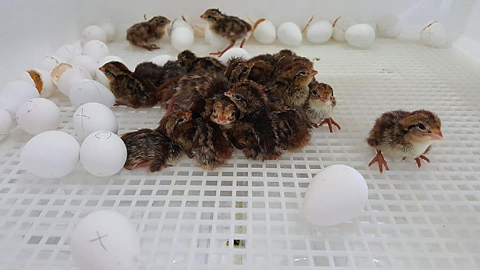 Incubating Quail Eggs Days 21- 24 | Extension Marketing and