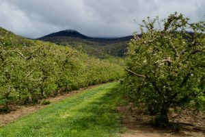 Cover photo for WNC Orchard Insect Pest Populations - April 21, 2020