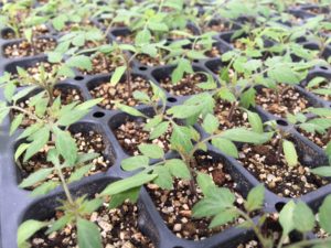 Healthy tomato seedlings