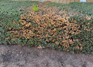 Volutella Blight on boxwood