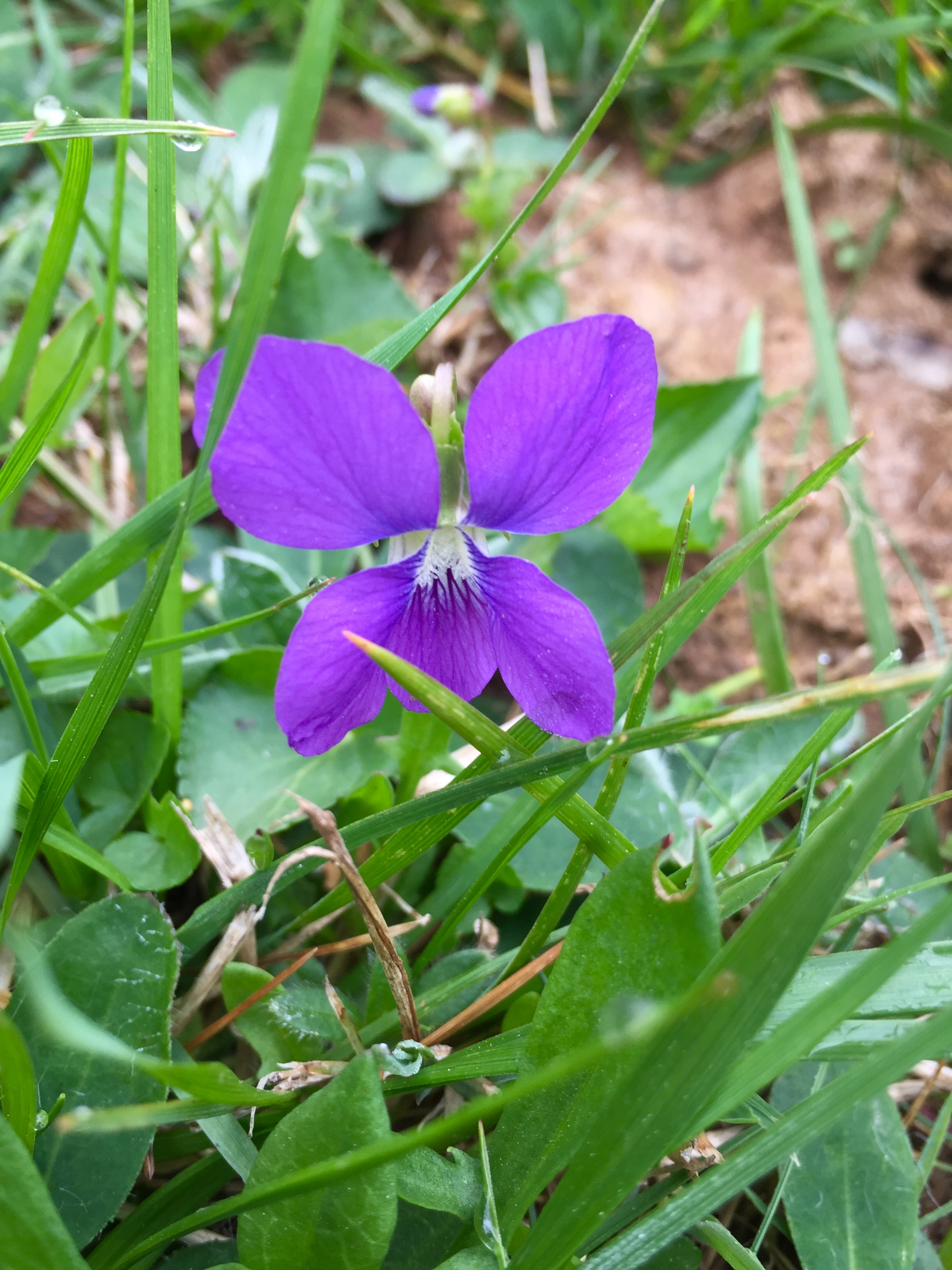 What Type Of Plants Grow In North Carolina