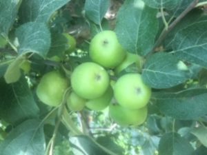 Cover photo for Winter Apple School Is Coming February 3, 2021 - Register Now