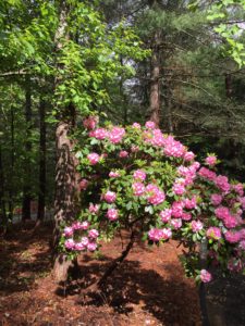 native rhododendron