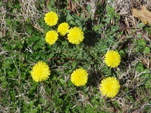 dandelions are edible