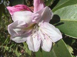 rhododendron