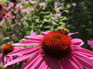 echinacea and pollinator