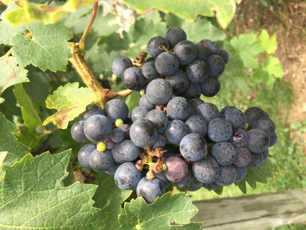 Producing Grapes And Berries At Home N C Cooperative Extension   Grapes Home Garden 1024x768 