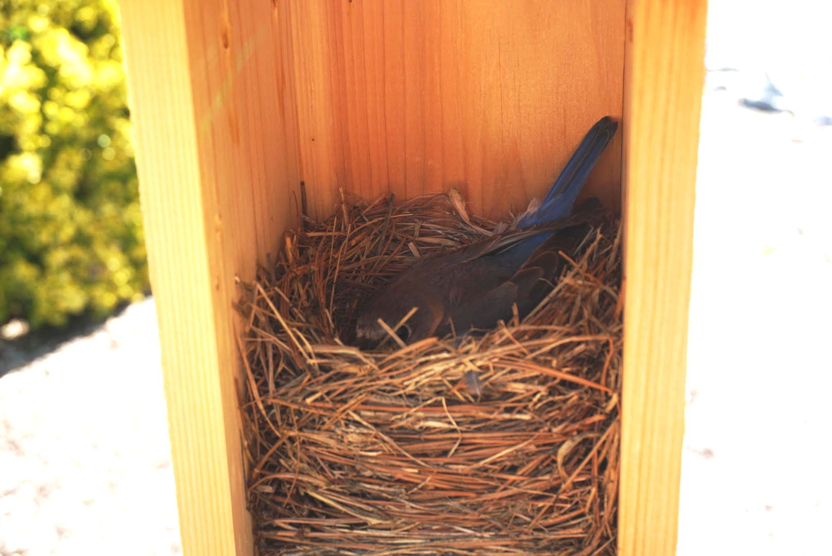 Bluebird nest on sale