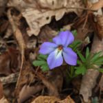 Picture of Birdfoot Violet