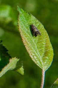 Cover photo for WNC Orchard Insect Pest Populations - May 5, 2020