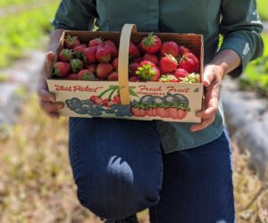 Strawberries in a U-pick basket