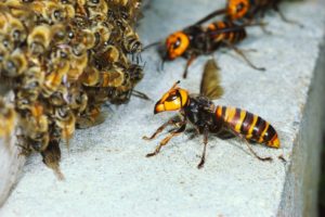 Asian Giant Hornet