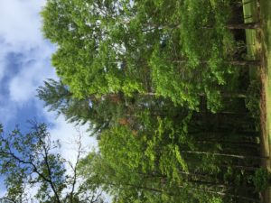 pine beetle damage