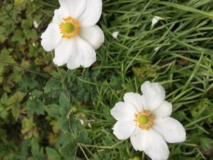 coreopsis