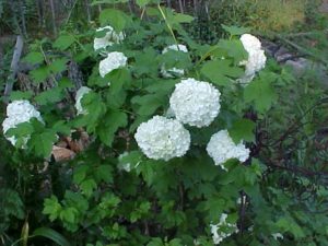 hydrangea