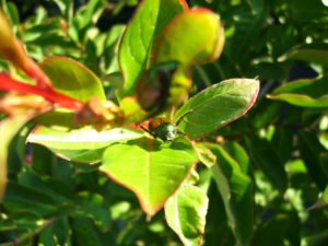 Japanese beetle