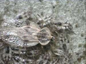 lace bug with babies
