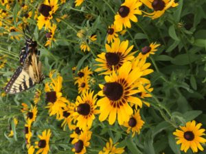 Eastern swallowtail butterfly