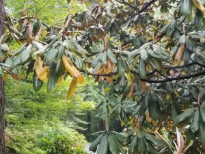 Evergreen leaf drop