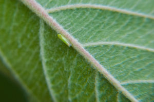 Cover photo for WNC Orchard Insect Pest Populations - June 2, 2020