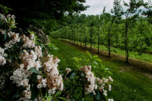 Apple orchard with mountain laurel on border