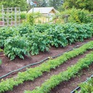 Cover photo for Tips and Methods on Watering the Garden