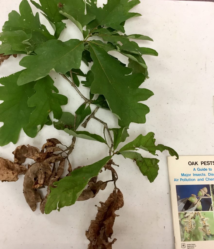 white oak canker