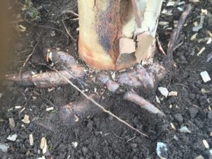 girdling root