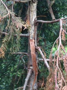 bear damage to leyland cypress