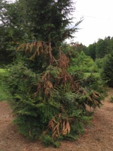 bear damage to leyland cypress