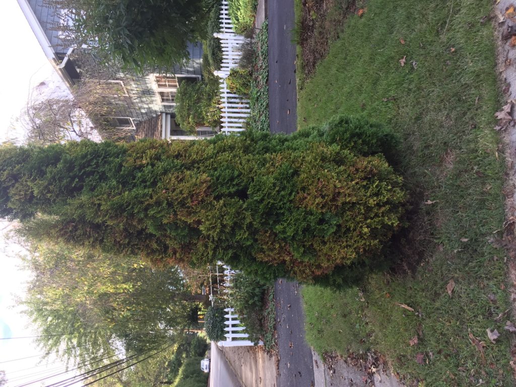 arborvitae canker