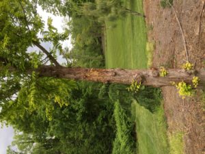 bear damage to trees