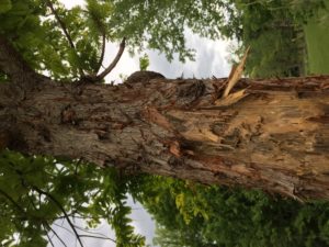 bear damage claw marks