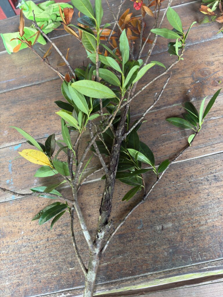 cherry laurel canker 