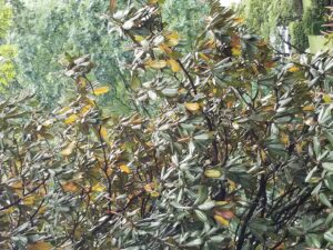 evergreen leaf drop magnolia