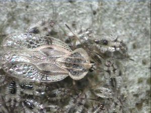 lacebug with babies