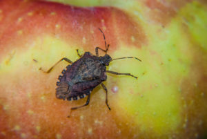 Cover photo for Dinotefuran Section 18 Request for Pome and Stone Fruits Approved