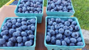 Cover photo for July is Blueberry Time in Henderson County!