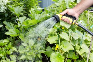 Cover photo for Summer Chores for the Vegetable Garden