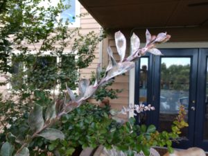 powdery mildew on crape myrtle