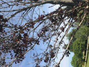 lichens on tree