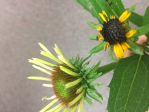 Aster Yellows