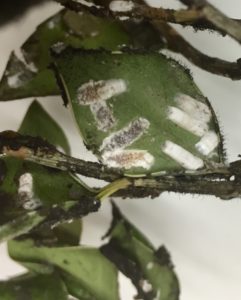 scale insects holly