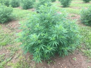 Cover photo for Hemp Law Needs Action According to NC State Professor
