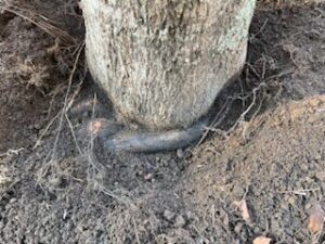 tree planted too deep girdling root
