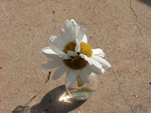 aster yellows