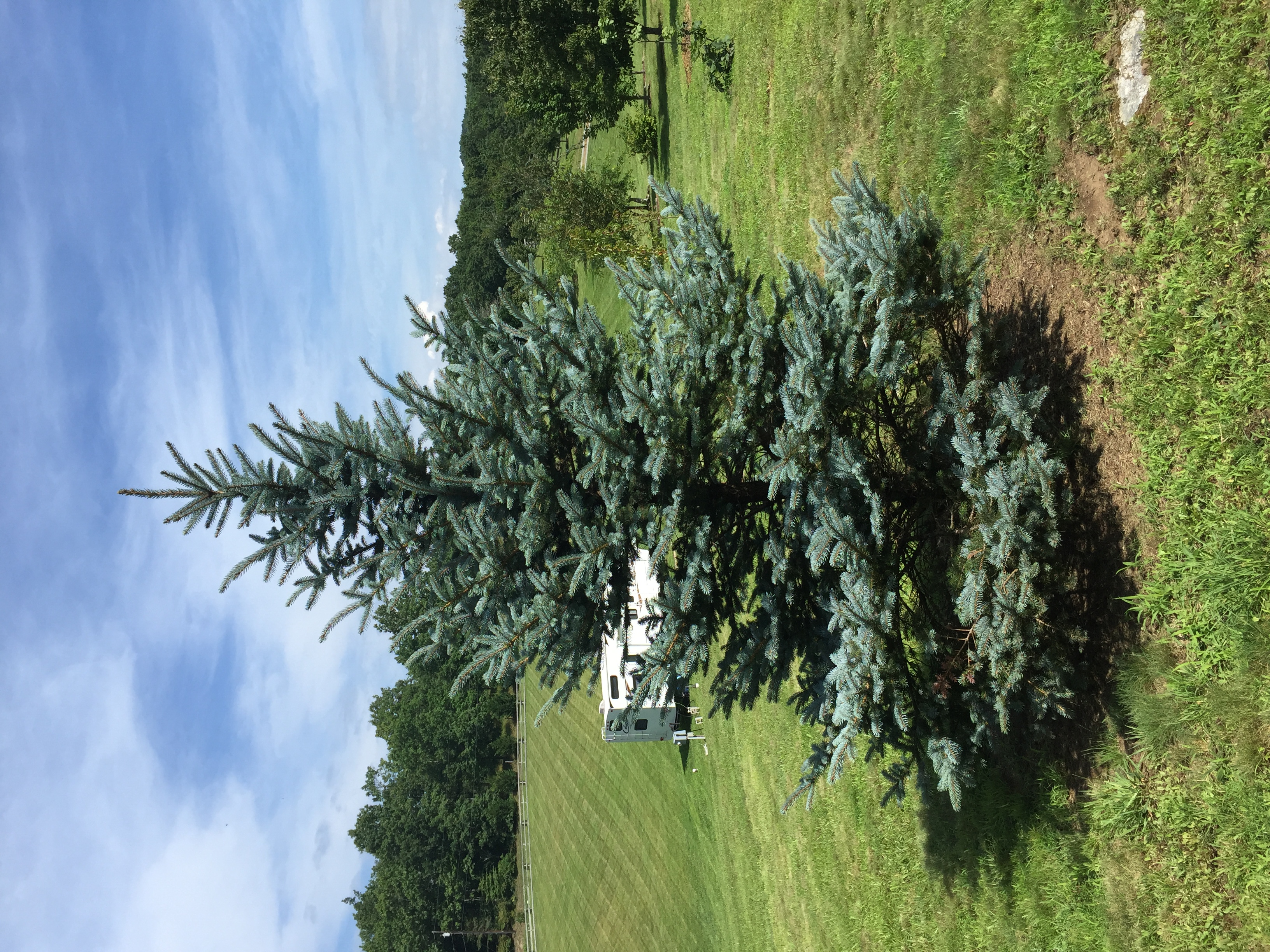 Columnar Blue Spruce Tree - Trees & Shrubs