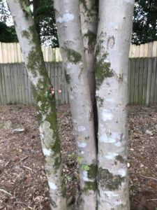 lichens on tree