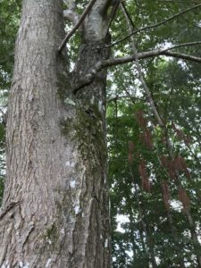 lichens on tree